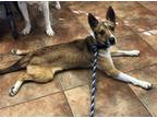 Adopt Jack a White - with Tan, Yellow or Fawn Jack Russell Terrier / Mixed dog