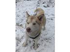 Adopt Leo-COURTESY POSTING a Red/Golden/Orange/Chestnut - with White Husky /