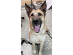 Adopt Vince a Tan/Yellow/Fawn German Shepherd Dog / Mixed Breed (Medium) / Mixed