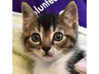 Adopt Bolognese a Brown Tabby Domestic Shorthair / Mixed Breed (Medium) / Mixed
