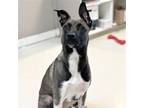 Adopt Lily a Gray/Silver/Salt & Pepper - with White Akita / Shepherd (Unknown