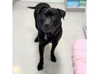 Adopt Eeyore a Black Pit Bull Terrier / Mixed dog in Rohnert Park, CA (40655451)