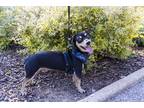 Adopt Louie a Brown/Chocolate - with Tan Dachshund / Mixed dog in oklahoma city