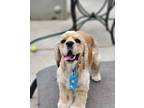 Adopt Leo a Tan/Yellow/Fawn Cocker Spaniel / Mixed dog in San Jose