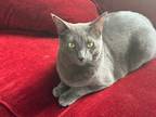 Adopt Nova a Russian Blue / Mixed (short coat) cat in New Orleans, LA (40126986)