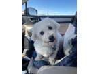 Adopt Shirley a White Bichon Frise / Mixed dog in Peoria, IL (40967580)