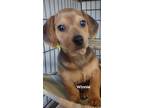 Adopt Winnie a Black - with Tan, Yellow or Fawn Dachshund / Basset Hound / Mixed