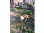 Adopt Brinks a Brindle - with White American Pit Bull Terrier / Mastiff / Mixed