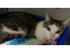 Adopt Purrlock Holmes a Brown Tabby Domestic Shorthair / Mixed cat in Anoka