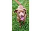 Adopt Ash a Brown/Chocolate - with White Labrador Retriever / Chesapeake Bay