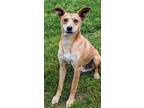 Adopt Teddy a Tan/Yellow/Fawn - with White Feist / Parson Russell Terrier /