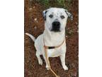 Adopt Buddy a White - with Black Dalmatian / Hound (Unknown Type) / Mixed dog in