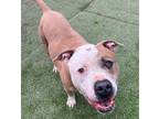 Adopt Bebe a American Staffordshire Terrier / Mixed Breed (Medium) dog in