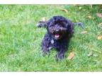 Adopt Hailey a Black Havanese / Mixed dog in East Greenville, PA (41309390)