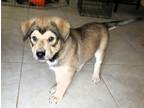 Adopt Pudge a Brown/Chocolate - with White Australian Shepherd / Australian