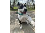 Adopt Jazzy/Merry Jemima a Merle Mixed Breed (Small) / Mixed Breed (Medium) /