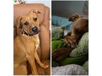 Adopt Kai a Tan/Yellow/Fawn - with White Shepherd (Unknown Type) / Labrador