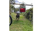 Adopt Ace a Black - with Tan, Yellow or Fawn Rottweiler / Mixed dog in Palmyra