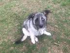 Adopt Baxter a Tan/Yellow/Fawn - with Black Siberian Husky / German Shepherd Dog