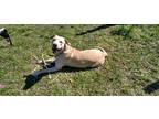 Adopt Shadow a Tan/Yellow/Fawn Catahoula Leopard Dog / American Pit Bull Terrier