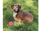 Adopt Albert3 a Red/Golden/Orange/Chestnut - with White Dachshund / Mixed dog in
