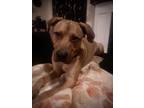 Adopt Ollie a Tan/Yellow/Fawn - with White Mastiff / Shepherd (Unknown Type) /