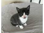 Adopt Curious Kitten a Gray or Blue (Mostly) Devon Rex / Mixed (short coat) cat