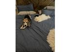 Adopt Bennie a Brown/Chocolate - with White Beagle / Mixed dog in Naples