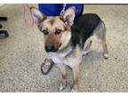 Adopt Pepper a Black German Shepherd Dog / Mixed Breed (Medium) / Mixed (short