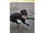 Adopt Bug a Black Mixed Breed (Medium) / Mixed Breed (Medium) / Mixed (short