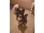 Adopt Jupiter a Black - with White Border Collie / Husky / Mixed dog in