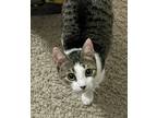 Adopt Mystique a Gray or Blue (Mostly) Tabby (short coat) cat in Cornelius