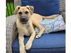 Adopt Jake a Tan/Yellow/Fawn - with Black Mountain Cur / Mixed dog in Brooklyn
