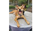 Adopt Susie a Brown/Chocolate - with Black Mutt / Mixed dog in Greer