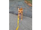 Adopt Pete a Brown/Chocolate - with Black Mutt / Mixed dog in Greer