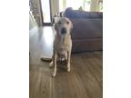 Adopt Hank a Tan/Yellow/Fawn Great Pyrenees / Labrador Retriever / Mixed dog in