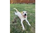 Adopt Lavendar a Great Pyrenees / Anatolian Shepherd / Mixed dog in Midway