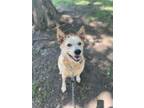 Adopt Fynn a Red/Golden/Orange/Chestnut Australian Cattle Dog / Mixed dog in