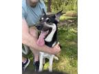 Adopt Momo a Black - with White German Shepherd Dog / Mixed dog in Canby
