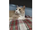 Adopt Peaches - SPONSORED ADOPTION FEE a Orange or Red Domestic Shorthair /