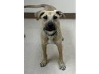 Adopt Keegan a Tan/Yellow/Fawn Labrador Retriever / Black Mouth Cur / Mixed