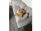 Adopt Sadie a Red/Golden/Orange/Chestnut Australian Kelpie / German Shepherd Dog