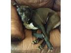 Adopt Marla Pooch a Black American Staffordshire Terrier / Mixed Breed (Medium)