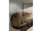 Adopt Skittles a Brown Tabby Domestic Shorthair / Mixed Breed (Medium) / Mixed