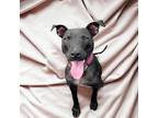 Adopt Tito a Black - with White Labrador Retriever / American Staffordshire