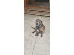 Adopt Ty a Gray/Blue/Silver/Salt & Pepper American Staffordshire Terrier / Mixed