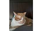 Adopt Abu a Orange or Red (Mostly) Domestic Shorthair / Mixed (short coat) cat