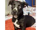 Adopt Star a Black - with White Labrador Retriever / Corgi / Mixed dog in
