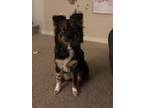 Adopt Pickles a Black - with White Australian Shepherd / Husky / Mixed dog in
