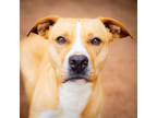 Adopt Edith a Golden Retriever / Labrador Retriever / Mixed dog in Danielsville
